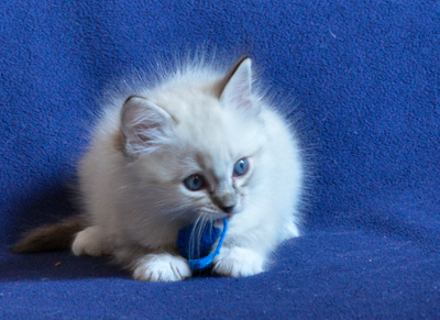 ragdoll kitten at 6 wks old